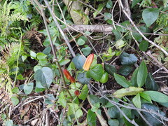 Passiflora herbertiana herbertiana