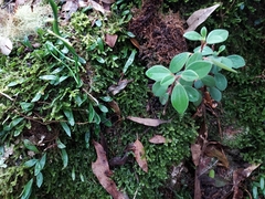 Peperomia leptostachya