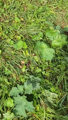 Heracleum sosnowskyi