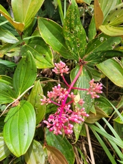 Medinilla speciosa