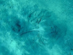 Pastinachus