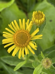 Pulicaria dysenterica
