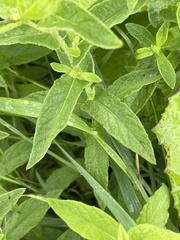 Pulicaria dysenterica
