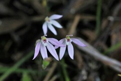 Caladenia alata