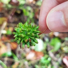 Andricus grossulariae