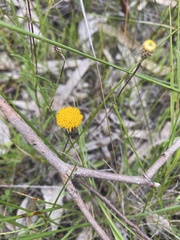 Leptorhynchos squamatus