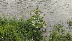 Xanthium orientale