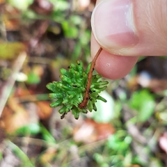 Andricus grossulariae