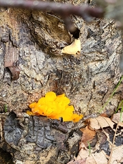 Agaricomycotina