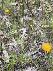 Leptorhynchos squamatus