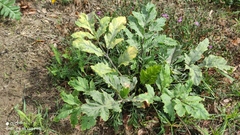 Heracleum sosnowskyi