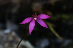 Caladenia alata