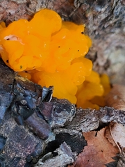 Agaricomycotina