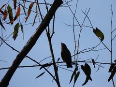 Manorina melanophrys