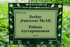 Sorbus frutescens