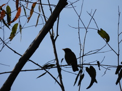 Manorina melanophrys