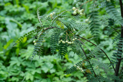 Sorbus frutescens
