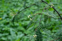 Sorbus frutescens