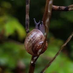 Helicoidea