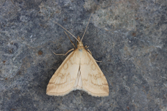 Udea lutealis