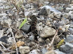 Theretra oldenlandiae