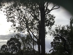 Eucalyptus marginata