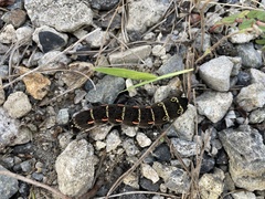 Theretra oldenlandiae