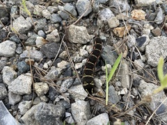 Theretra oldenlandiae