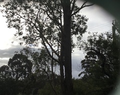 Eucalyptus marginata