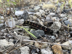 Theretra oldenlandiae