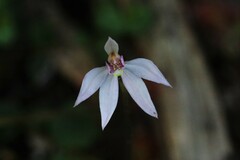 Caladenia alata