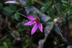 Caladenia alata