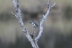 Ceryle rudis rudis