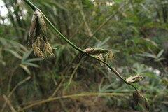 Phyllostachys makinoi