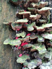 Myxomycetes