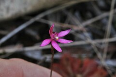 Caladenia alata
