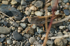 Locusta migratoria