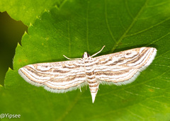 Parapoynx fluctuosalis