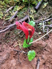 Gesneriaceae