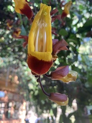Thunbergia mysorensis
