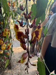 Thunbergia mysorensis