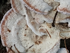 Rhodofomes cajanderi