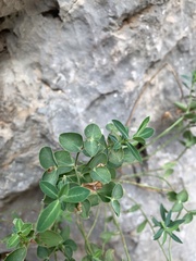 Euphorbia fragifera