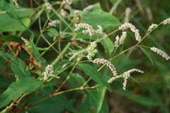 Persicaria lapathifolia lapathifolia