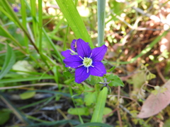 Legousia speculum-veneris