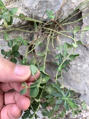 Euphorbia fragifera
