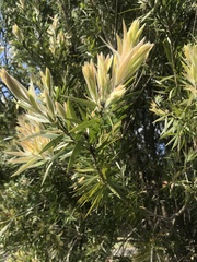 Melaleuca viminalis