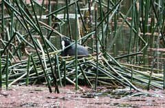 Fulica atra australis