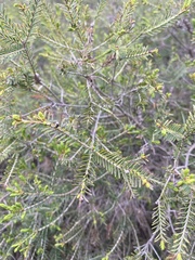 Melaleuca decussata