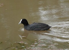 Fulica atra australis